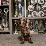 Biscotti-female-Dachshund-puppy-for-sale (1)