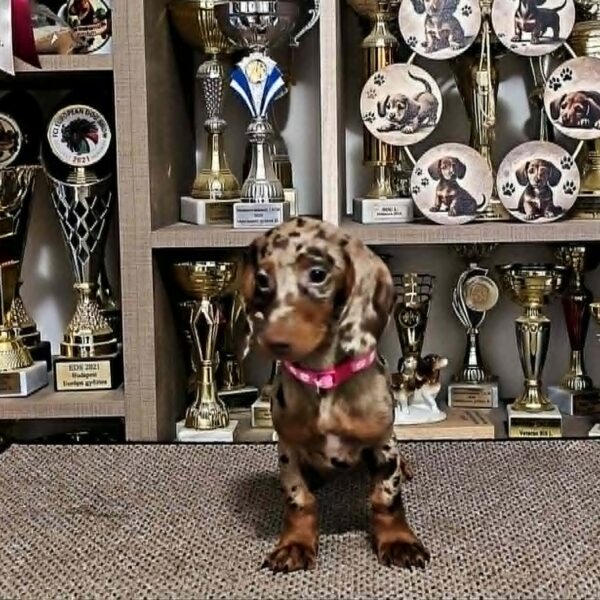 Biscotti Dachshund Biscotti Dachshund