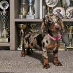 Biscotti-female-Dachshund-puppy-for-sale (2)