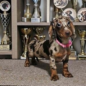 Biscotti Dachshund Biscotti Dachshund