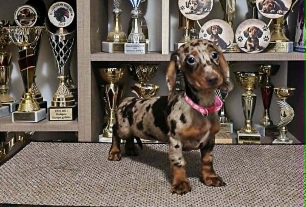 Biscotti Dachshund Biscotti Dachshund