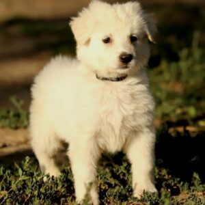 Blacky Boy White Swiss Shepherd Blacky Boy White Swiss Shepherd
