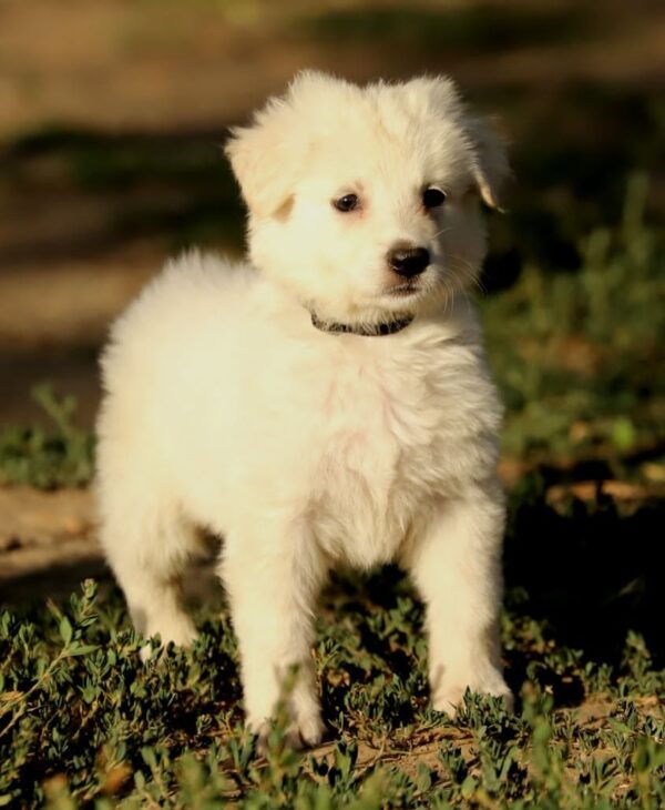 Blacky Boy White Swiss Shepherd Blacky Boy White Swiss Shepherd