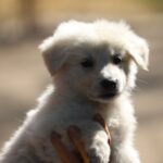 Blacky-boy-male-wss-puppy-for-sale- (2)