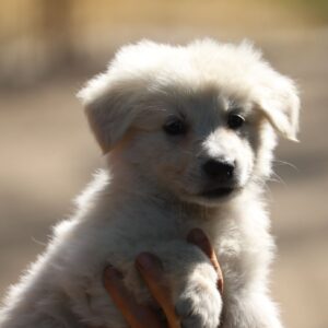 Blacky Boy White Swiss Shepherd Blacky Boy White Swiss Shepherd