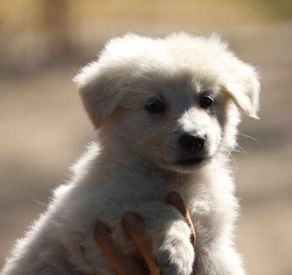 Blacky Boy White Swiss Shepherd Blacky Boy White Swiss Shepherd