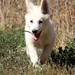 Blacky Girl White Swiss Shepherd Blacky Girl White Swiss Shepherd