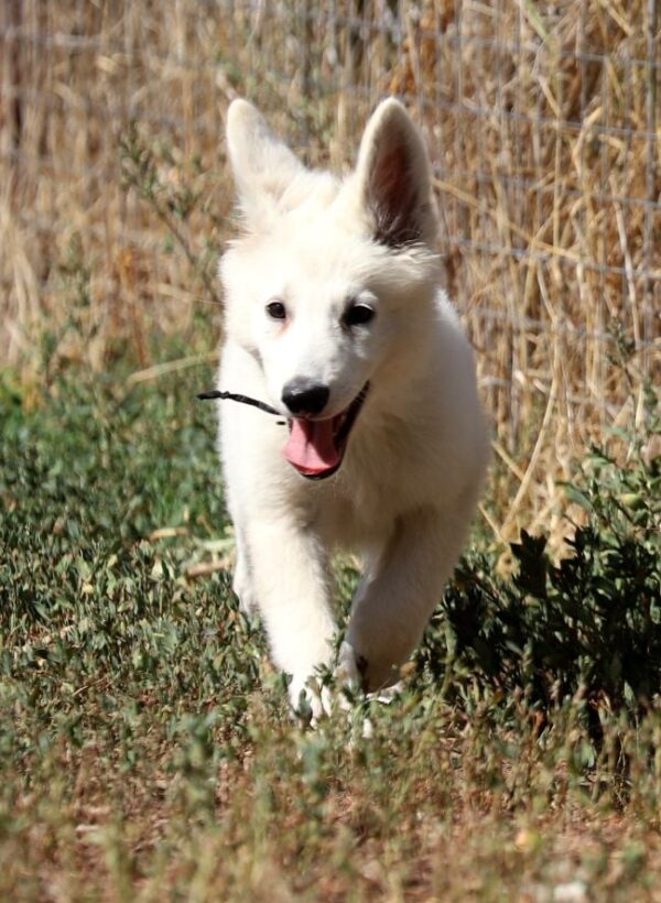 Blacky Girl White Swiss Shepherd Blacky Girl White Swiss Shepherd