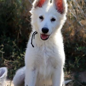 Blacky Girl White Swiss Shepherd Blacky Girl White Swiss Shepherd