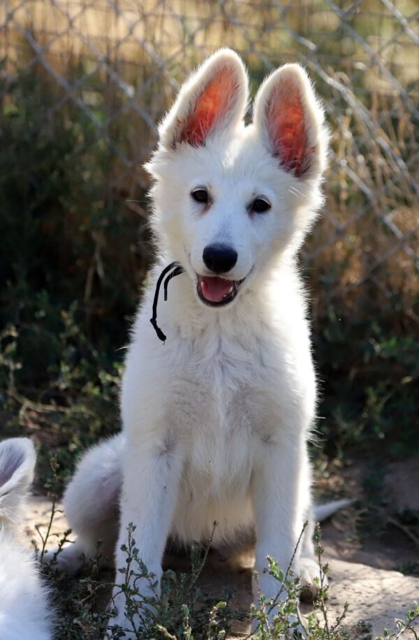 Blacky Girl White Swiss Shepherd Blacky Girl White Swiss Shepherd