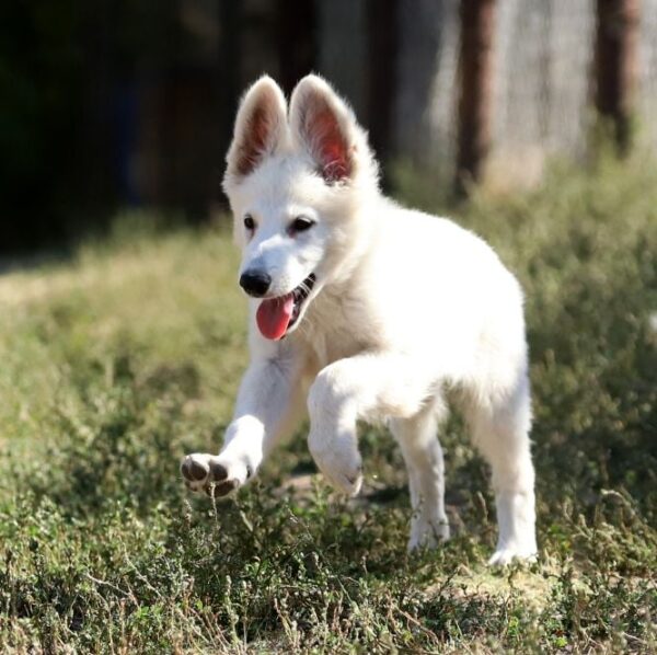 Blacky Girl White Swiss Shepherd Blacky Girl White Swiss Shepherd