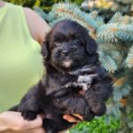 Blair-female-PomaPoo-puppy-for-sale-1