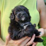 Blair-female-PomaPoo-puppy-for-sale-2