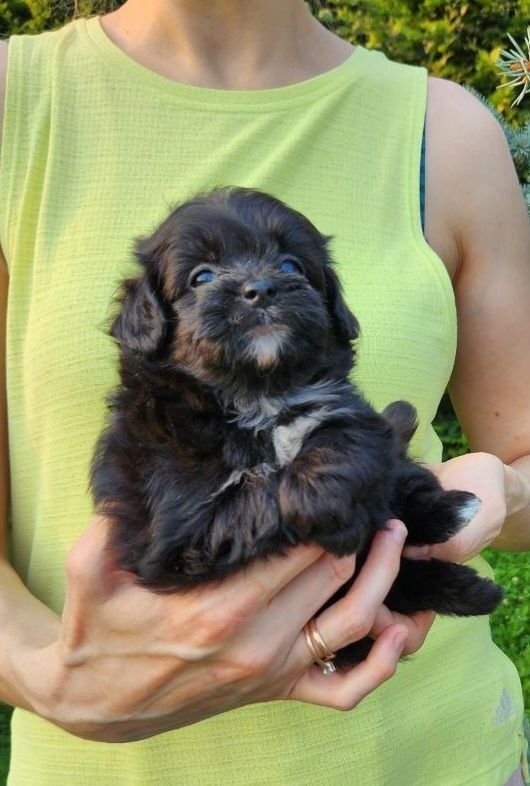 Blair Pomapoo Blair Pomapoo
