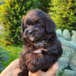 Blair-female-PomaPoo-puppy-for-sale-3