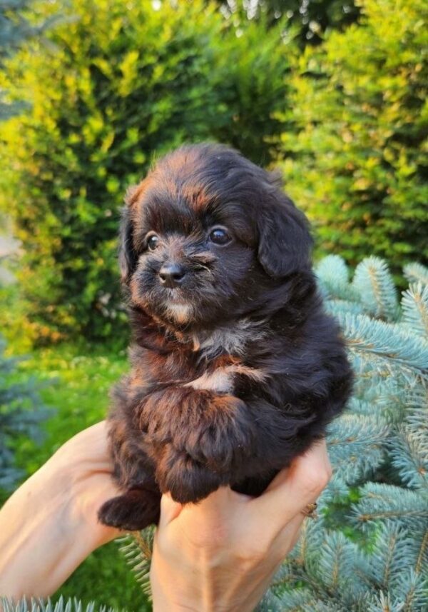 Blair Pomapoo Blair Pomapoo