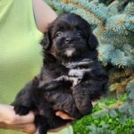 Blair-female-PomaPoo-puppy-for-sale-4