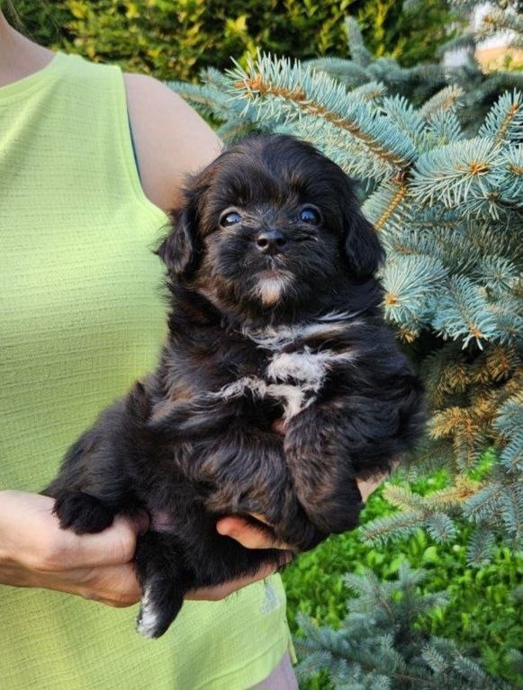 Blair Pomapoo Blair Pomapoo