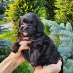 Blair-female-PomaPoo-puppy-for-sale-5