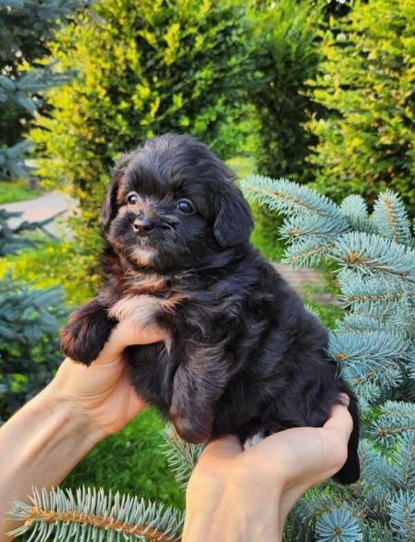 Blair Pomapoo Blair Pomapoo