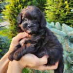 Blair-female-PomaPoo-puppy-for-sale-6