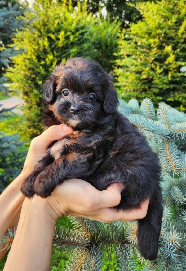 Blair Pomapoo Blair Pomapoo