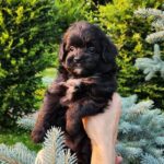 Blair-female-PomaPoo-puppy-for-sale-7