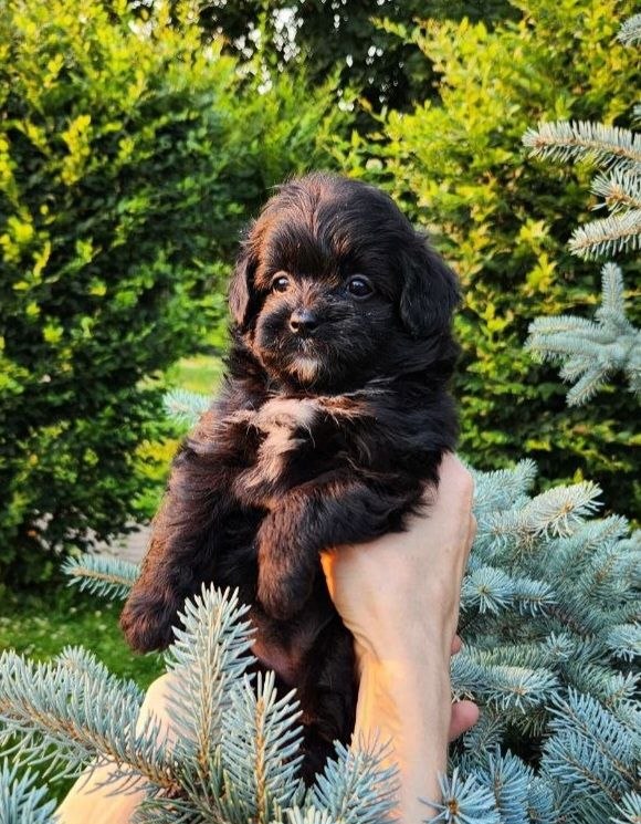 Blair Pomapoo Blair Pomapoo