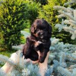 Blair-female-PomaPoo-puppy-for-sale-8
