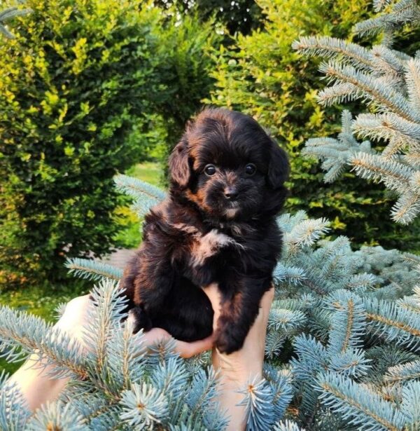 Blair Pomapoo Blair Pomapoo