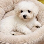 Bowie-male-Bichon-Frise-puppy-for-sale-1