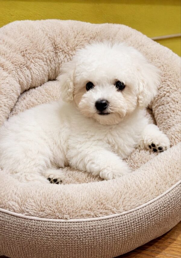 Bowie Bichon Frise Bowie Bichon Frise