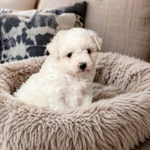 Brielle Bichon Frise Brielle Bichon Frise