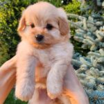 Brielle-female-PomaPoo-puppy-for-sale-1