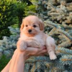 Brielle-female-PomaPoo-puppy-for-sale-2