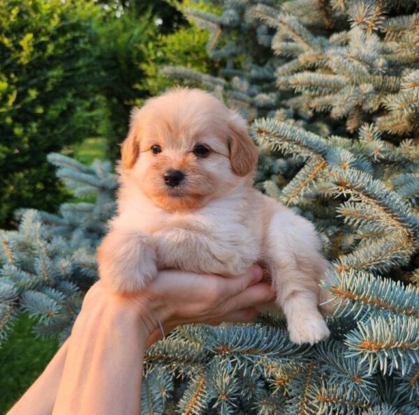 Brielle Pomapoo Brielle Pomapoo