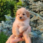 Brielle-female-PomaPoo-puppy-for-sale-3