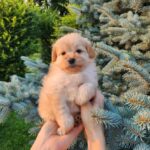 Brielle-female-PomaPoo-puppy-for-sale-4