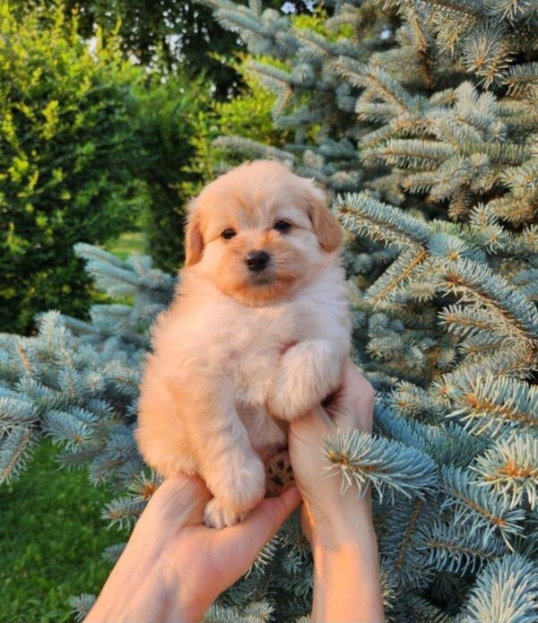 Brielle Pomapoo Brielle Pomapoo