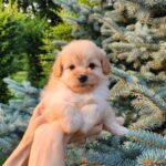 Brielle-female-PomaPoo-puppy-for-sale-5