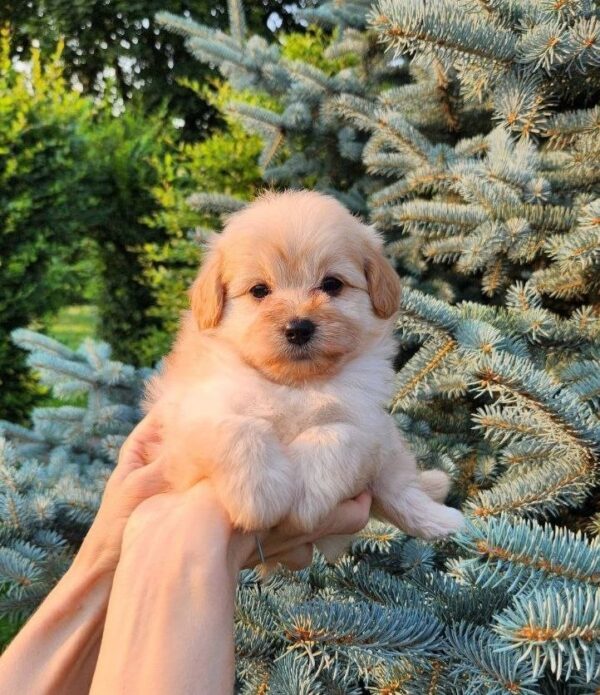 Brielle Pomapoo Brielle Pomapoo