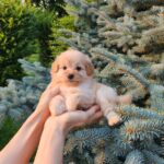 Brielle-female-PomaPoo-puppy-for-sale-6