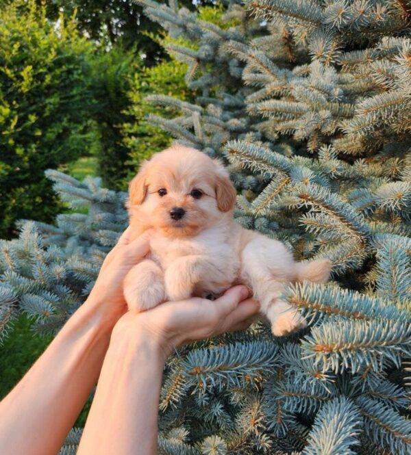 Brielle Pomapoo Brielle Pomapoo