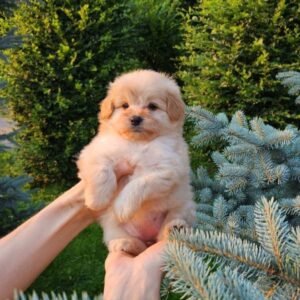 Brielle Pomapoo Brielle Pomapoo