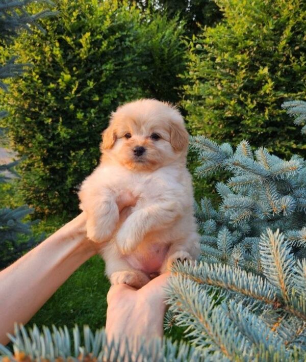 Brielle Pomapoo Brielle Pomapoo