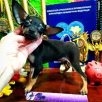 Bronson-male-Russian-Toy-puppy-for-sale-1