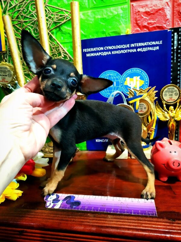 Bronson Russian Toy Terrier Bronson Russian Toy Terrier