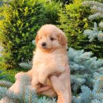Brooks-male-PomaPoo-puppy-for-sale-1
