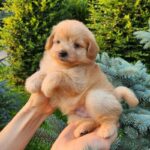 Brooks-male-PomaPoo-puppy-for-sale-2