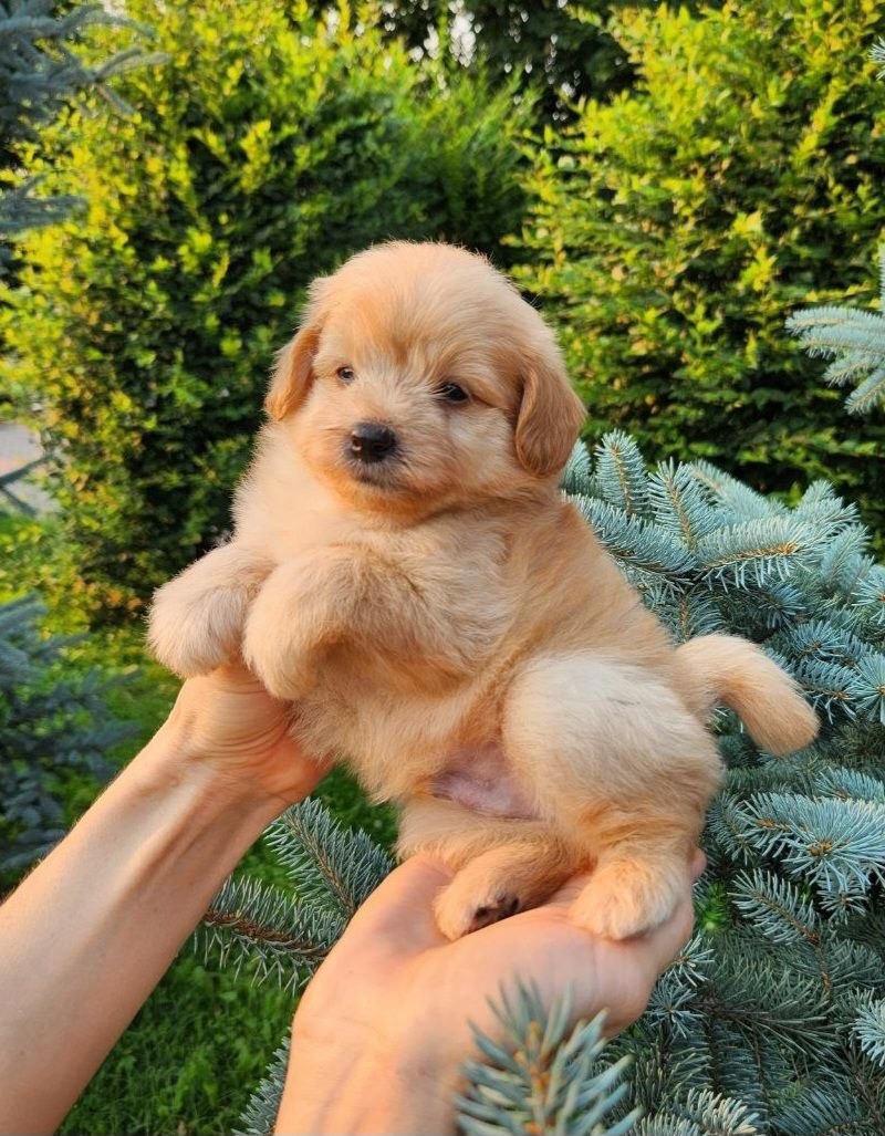 Brooks-male-PomaPoo-puppy-for-sale-2 How to safely buy a puppy online